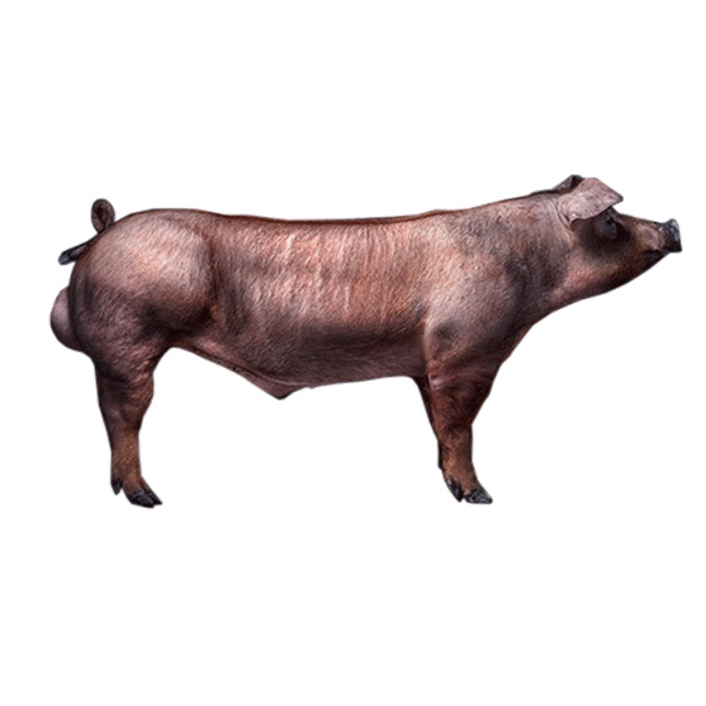 Duroc