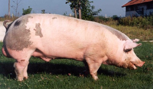Hibrid 54