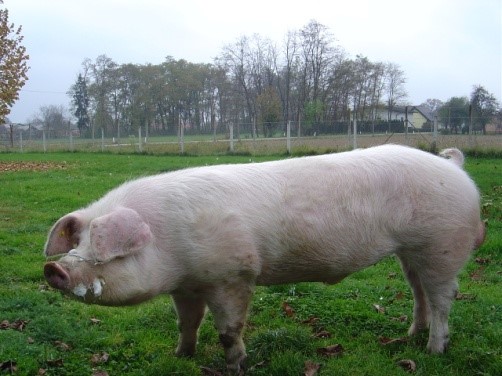Slovenska landrace, linija 55